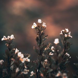 Meet your Posher, Bernadette